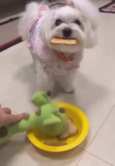 Dog : 