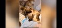 Just some cats internally struggling
