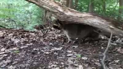 My Fat Raccoon Met Bambi.