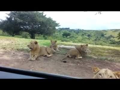 Lion: 