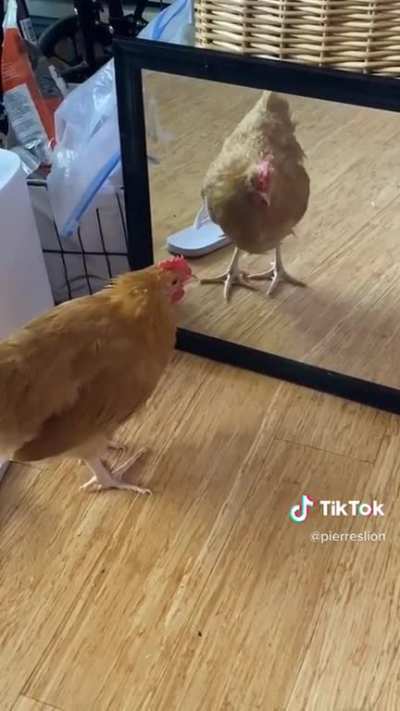 Certified Chicken Moment