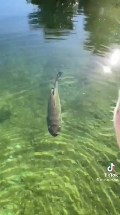 Dog and fish in love