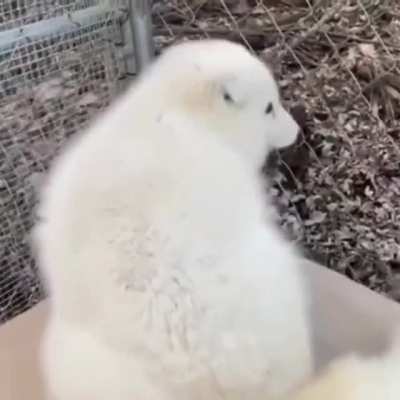 B O P