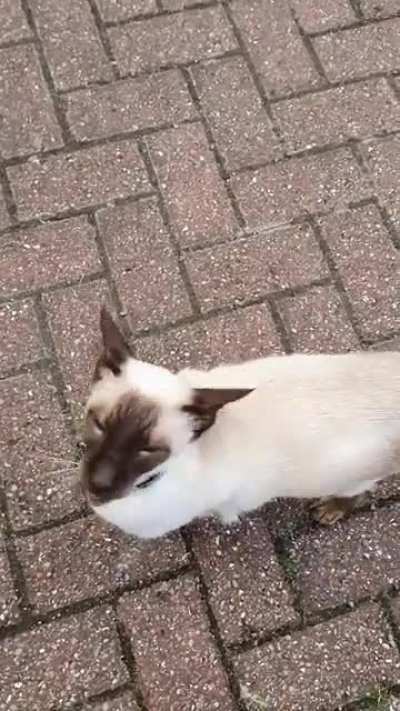 This one came running up to me from across the street and had a lot to tell me. Not my cat