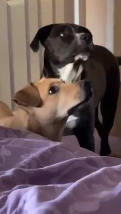 This is what dog lover go through