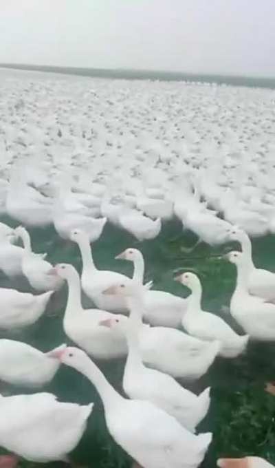 Patos