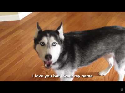 Husky talking