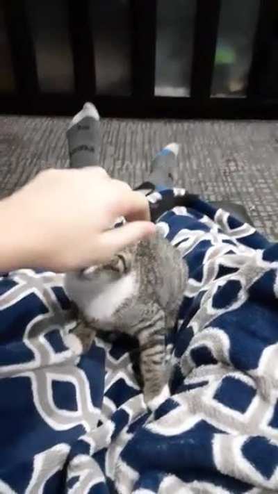 Perfectly cut cat