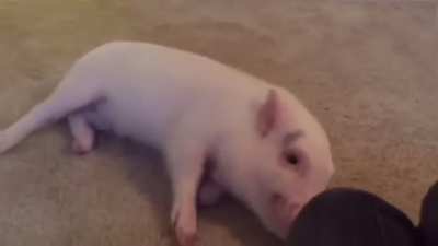 Pickle really wants a belly rub