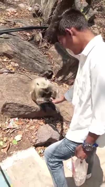 Monkey got jealous