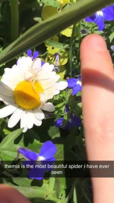 I found this beautiful girl on the lone daisy of my flowerpot!