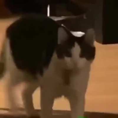 MEOW_IRL