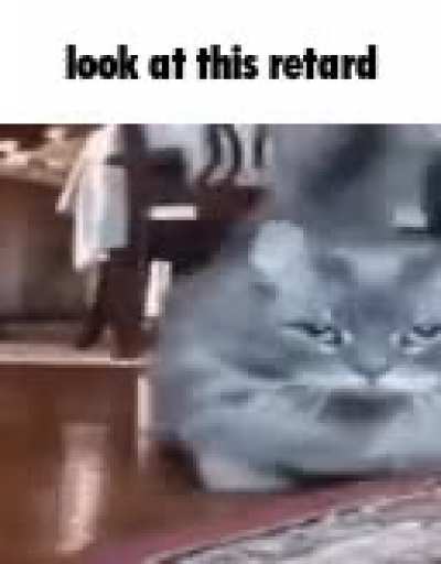 Cats Rule