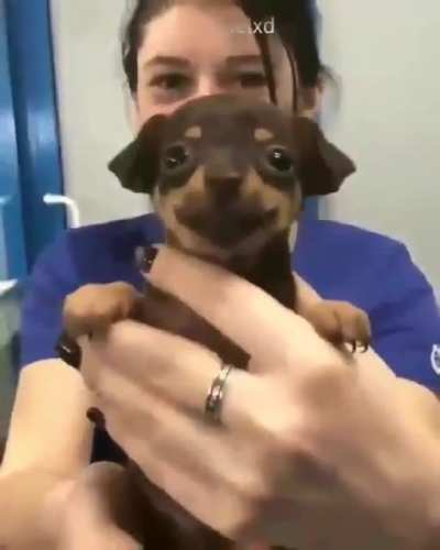 Vammmoooosss volvió el reddit