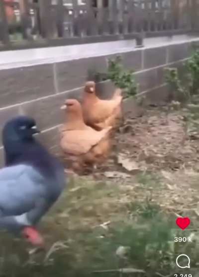Sus chicken