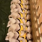 Sleeping doggos not social distancing