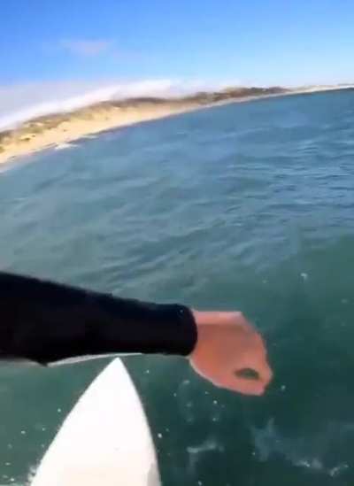 It’s a SHA-ooh a dolphin