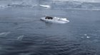 Seal meets orcas