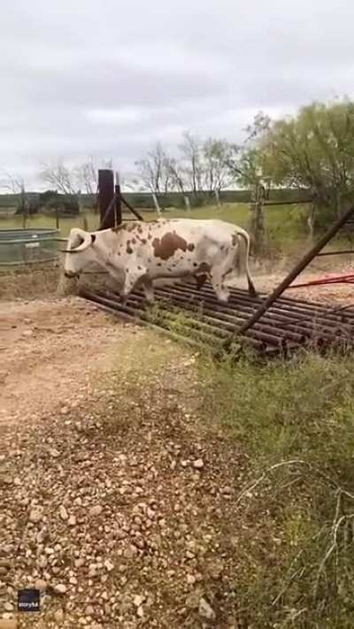Cowculated moovement