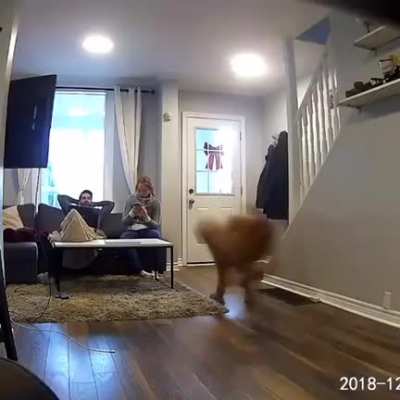He's still a pup at heart