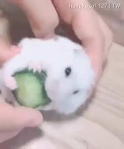 Um vídeo fofo para alegrar seu dia