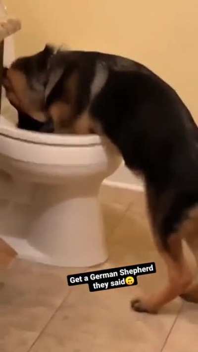 What the dog doin?
