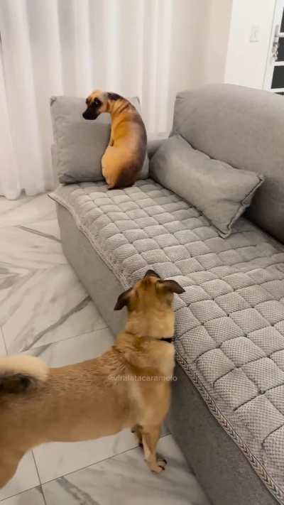 Fofo