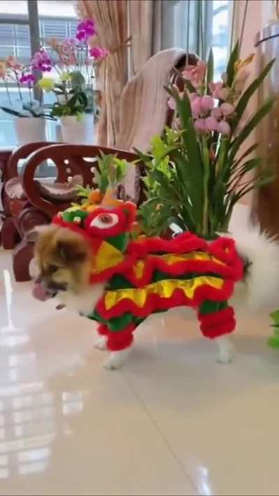 Lion Dance costume