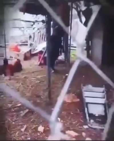 This damn goat walking on 2 legs…