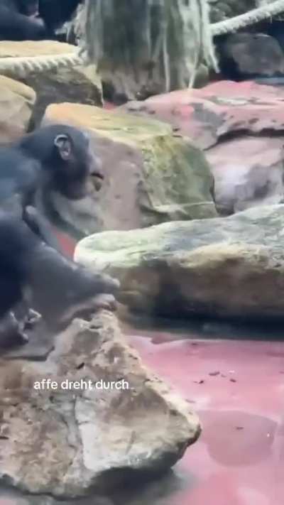 Monkey soft serve