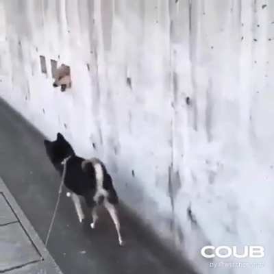 Here's dogo!