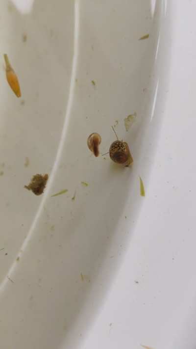 snail