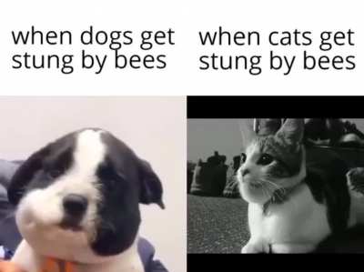 cats > dogs