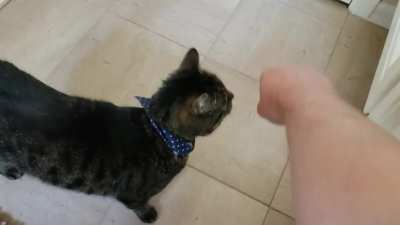 Figure 8s for pets