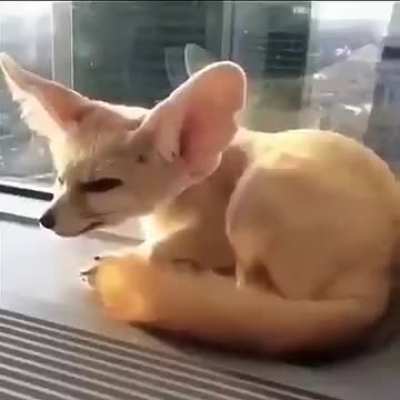 FENNEC SCR-