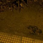 A sloth looks creepy in the ground