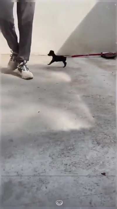 Mini Dogs Maxi Fun
