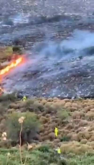 Wild deer and boars flee fire sparked by Hezbollah rockets in northern Israel
