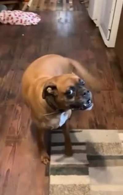 Stealthy stalker boi