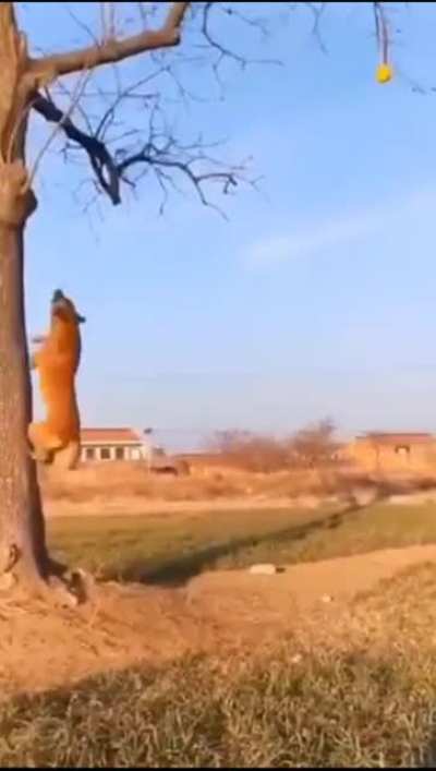 Impressive dog leaps