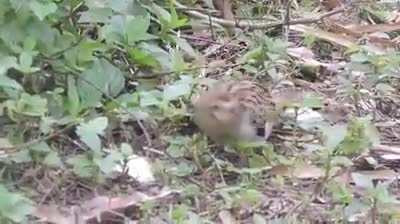 A bird with little hands?