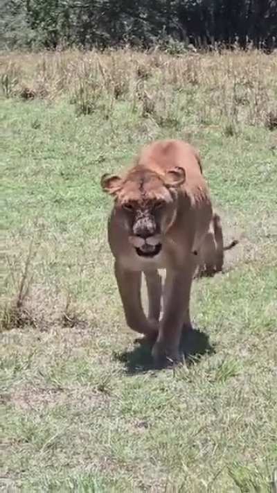 pride with 6-6 cubs