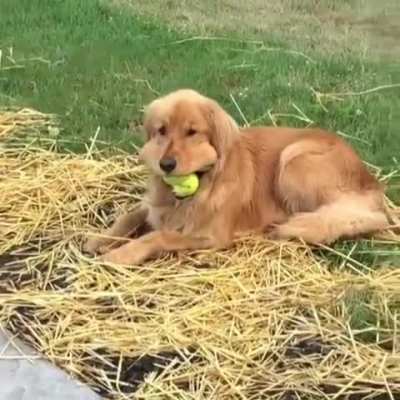 How many balls do you want? Yes.