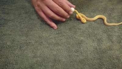 Tiny snake swallows an egg whole
