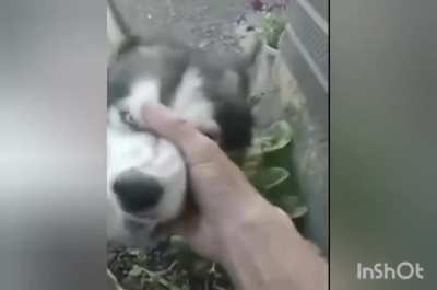Husky