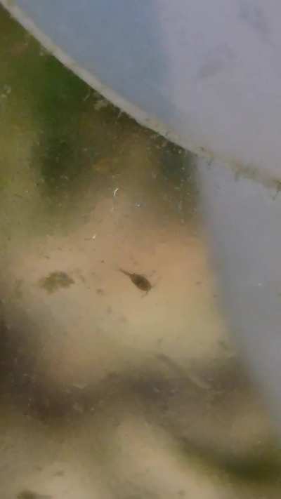 Copepods?