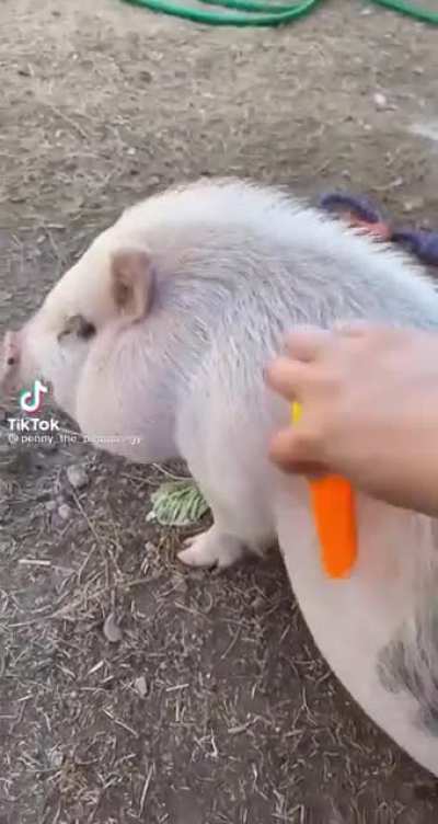 Polemica persona acuchilla cerdo y lo golpea hasta la muerte 😎😎🤑🤑