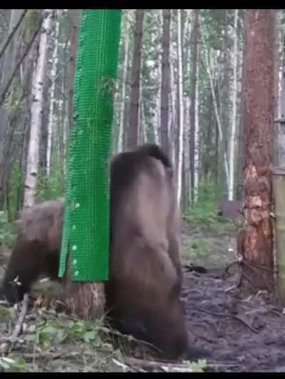 grizzly bear twerkin’
