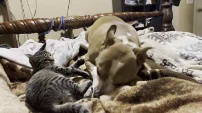 During play, Olympus (dog) dug his nose in Belle (cat) and must’ve inhaled cat fur, which led to a sneezy dog and a very startled cat.