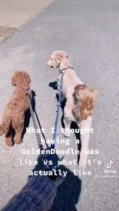 The truth about GoldenDoodles